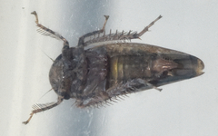 Paraphlepsius continuus