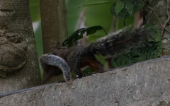 Sciurus aureogaster