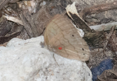 Lepidoptera