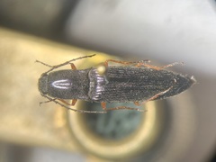 Paractenicera fulvipes