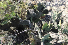 Opuntia microdasys
