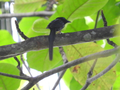 Terpsiphone atrochalybeia