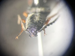 Paractenicera fulvipes