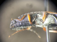 Paractenicera fulvipes