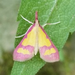 Choristostigma roseopennalis