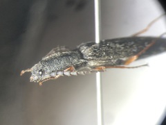 Paractenicera fulvipes