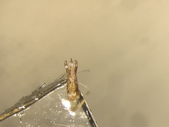 Paractenicera fulvipes