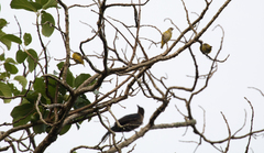 Euphonia hirundinacea