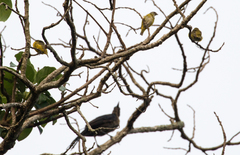 Euphonia hirundinacea
