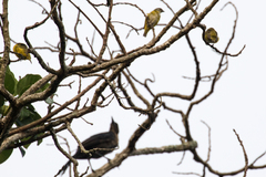 Euphonia hirundinacea