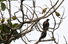 Euphonia hirundinacea
