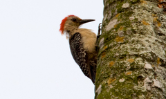 Melanerpes aurifrons