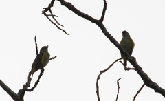 Aves