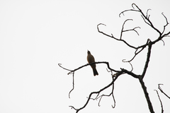 Turdus grayi