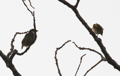 Aves