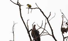 Aves