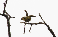 Euphonia