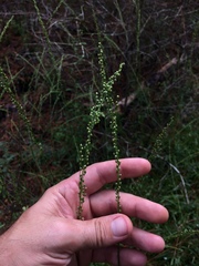 Anthenantia
