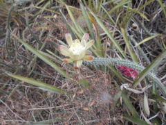 Praecereus euchlorus