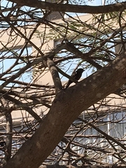 Pyrocephalus rubinus obscurus