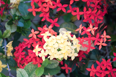Ixora coccinea