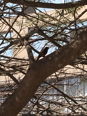 Pyrocephalus rubinus obscurus