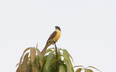 Myiozetetes similis