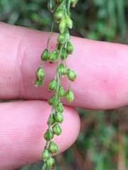 Anthenantia