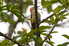 Melanerpes aurifrons