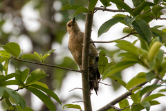 Melanerpes aurifrons