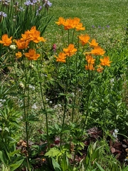 Trollius chinensis