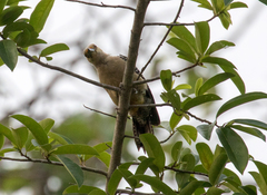 Melanerpes aurifrons