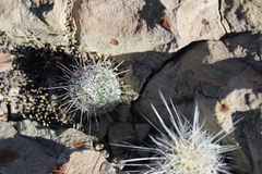 Neolloydia conoidea