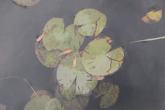 Polypedilum braseniae