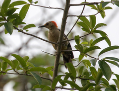 Melanerpes aurifrons