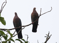 Patagioenas flavirostris