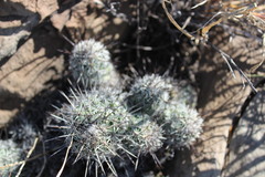 Neolloydia conoidea