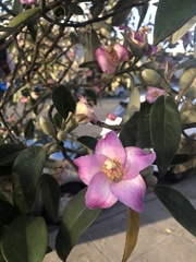 Lagunaria