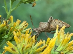 Piezogaster calcarator