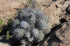 Neolloydia conoidea