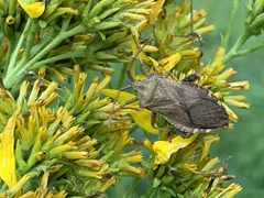 Piezogaster calcarator