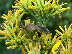 Piezogaster calcarator