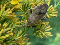 Piezogaster calcarator