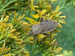 Piezogaster calcarator