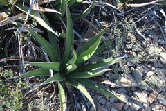 Agave lechuguilla