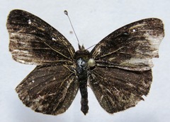 Anthanassa atronia