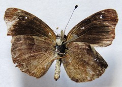 Anthanassa atronia