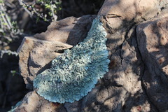 Xanthoparmelia