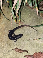 Plethodontinae