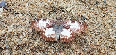Chiomara